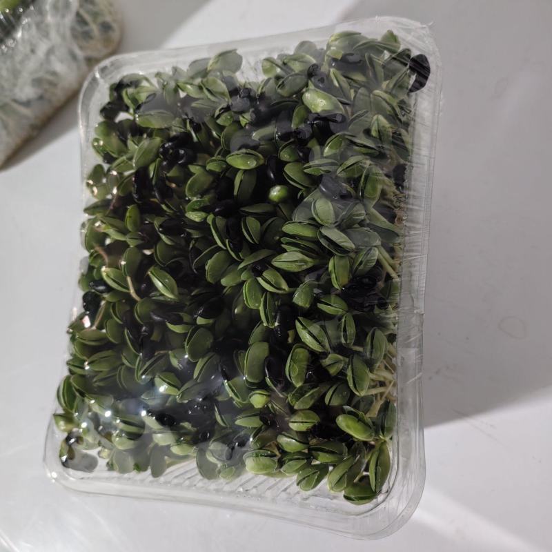 健康美味的黑豆苗