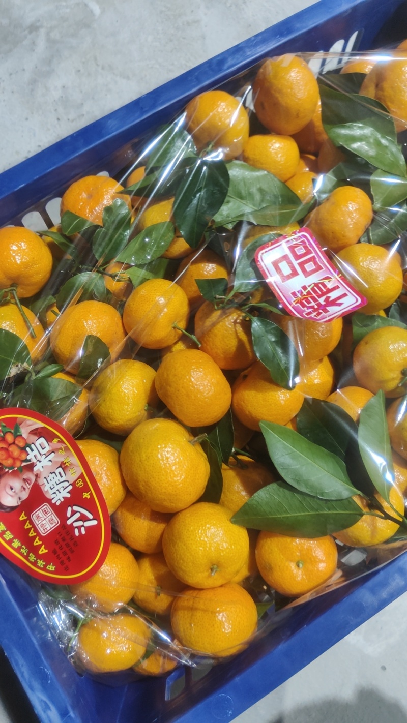 清远八月桔大量有货，皮薄多汁，硬度好