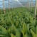 油麦菜绿色无公害