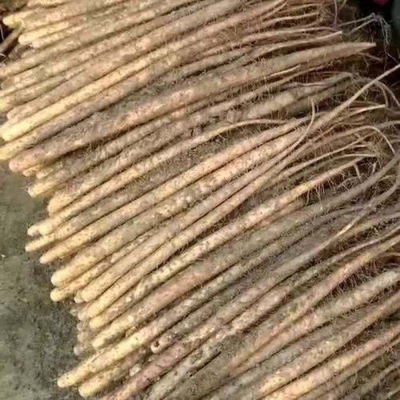 急售！铁棍山药！条形好！口感软糯粉香甜！可对接电商团购！