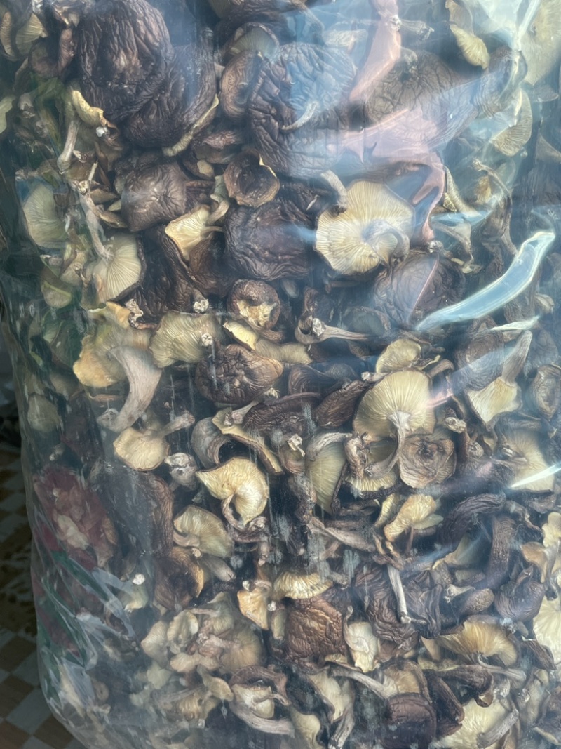 马桑菌（干货）