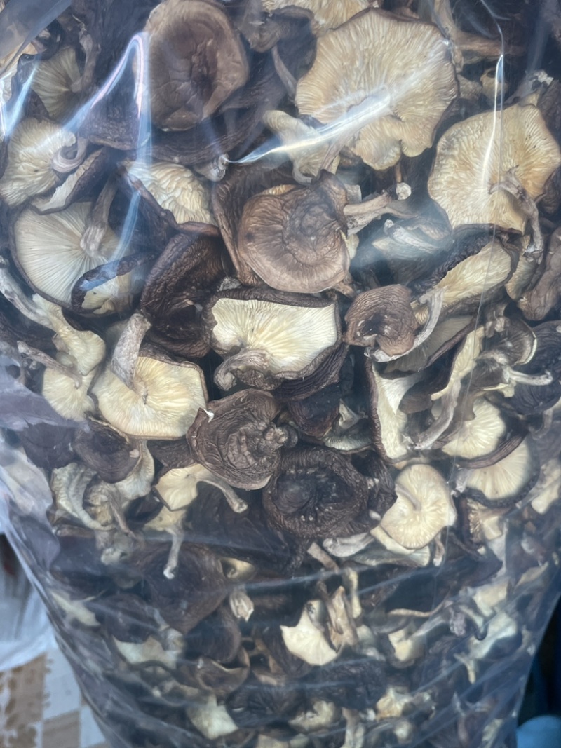 马桑菌（干货）
