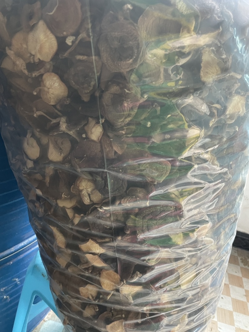 马桑菌（干货）