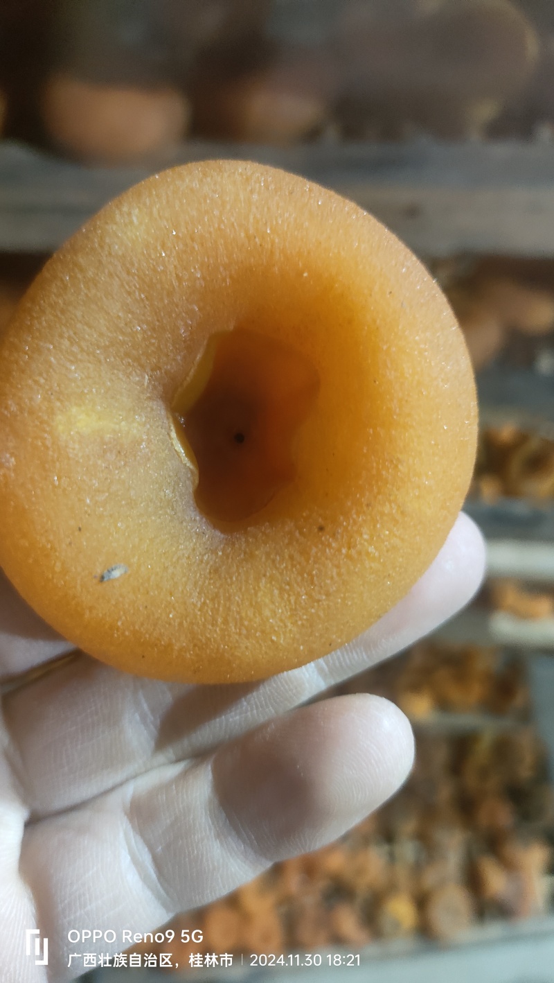 广西桂林平乐柿饼发货中，一件代发。微商，市场。