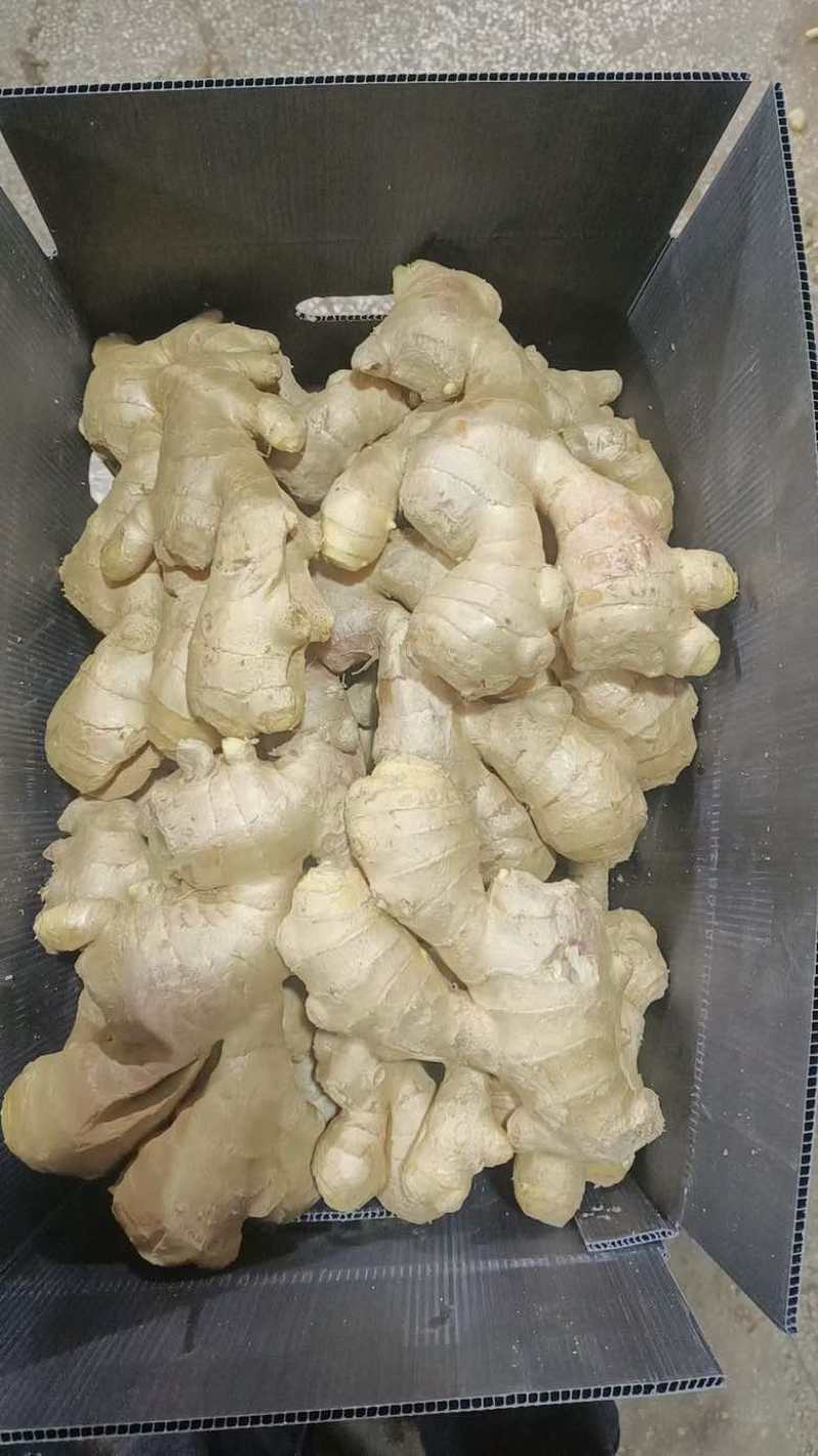 山东生姜供应【市场/出口/电商/零售】保质保量、坏烂包赔