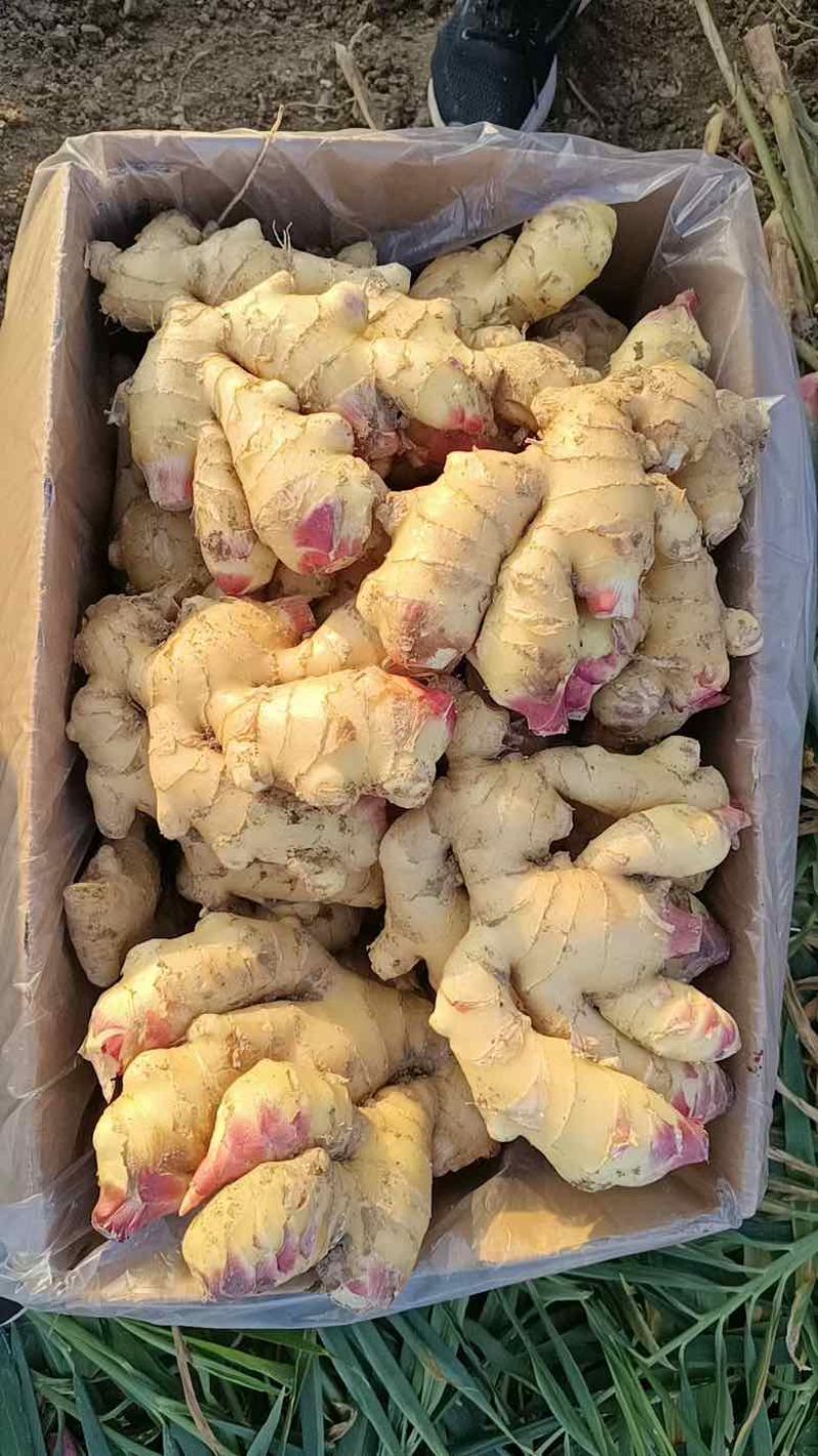 山东生姜供应【市场/出口/电商/零售】保质保量、坏烂包赔