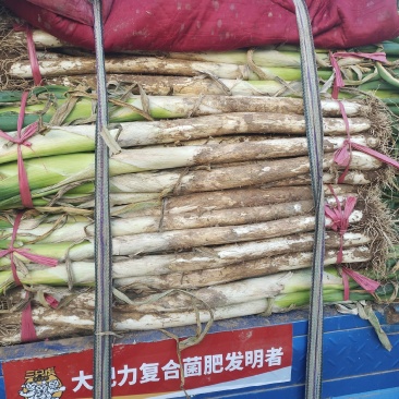 长白大葱