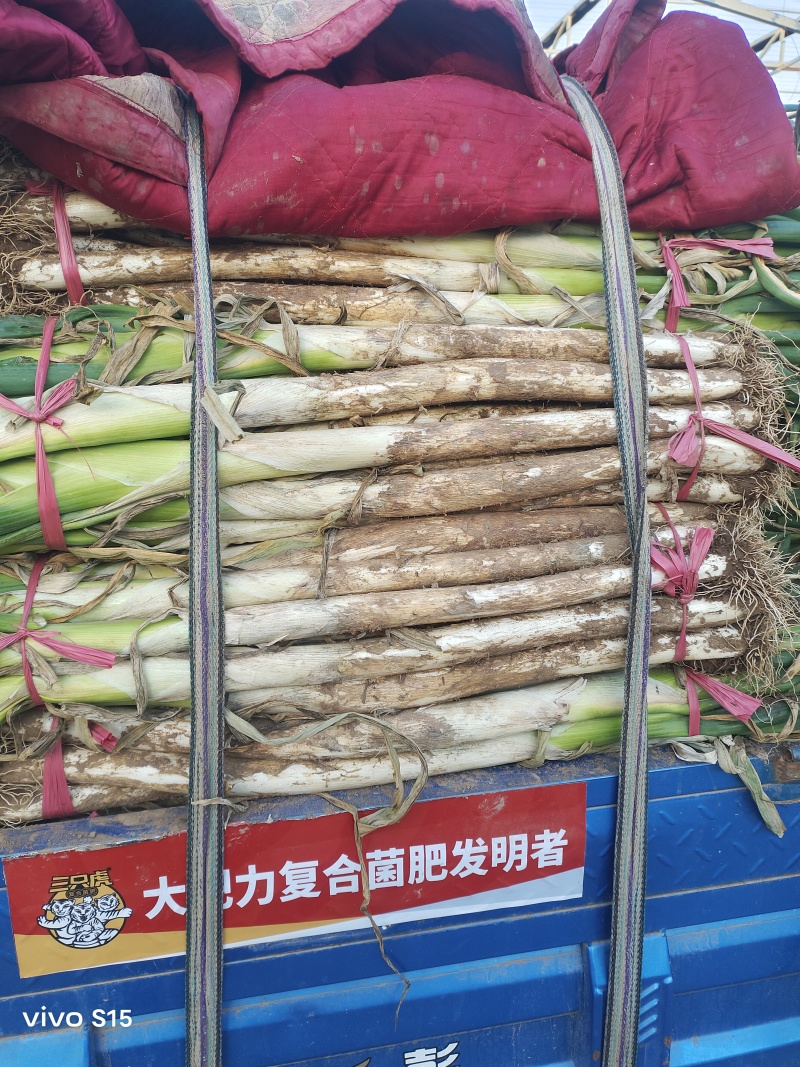 长白大葱