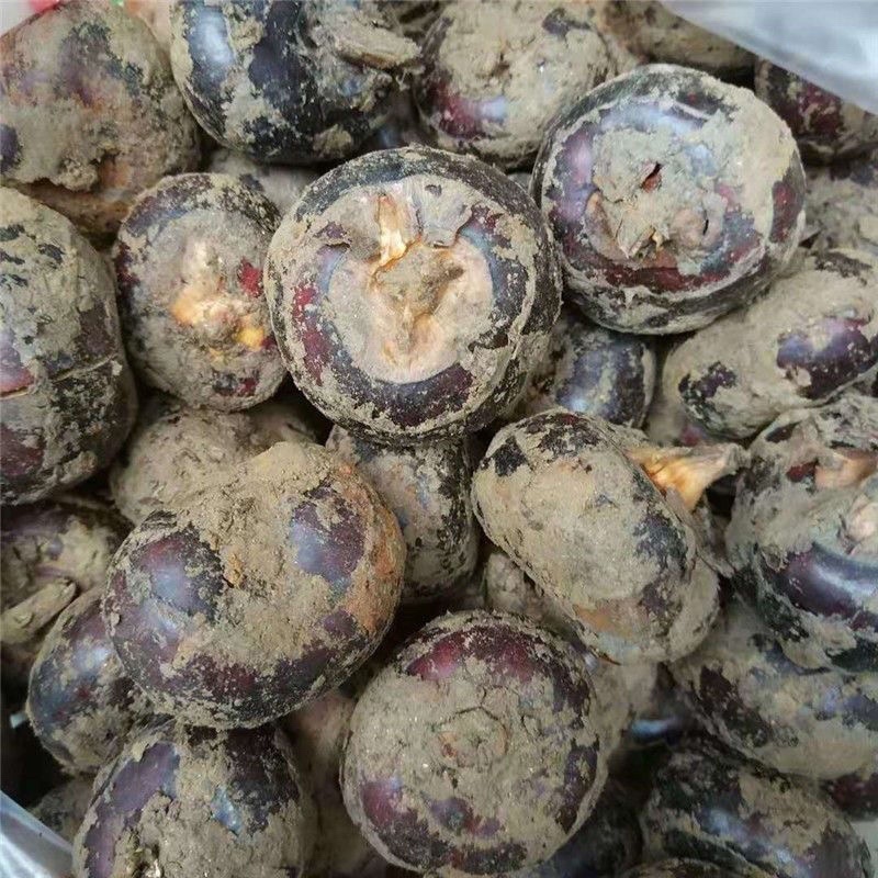 广西马蹄荸荠电商一件代发，现挖新鲜水果马蹄