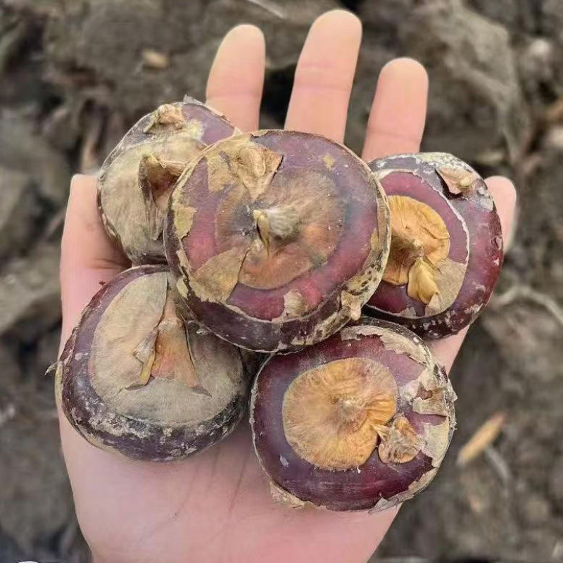 广西马蹄荸荠电商一件代发，现挖新鲜水果马蹄