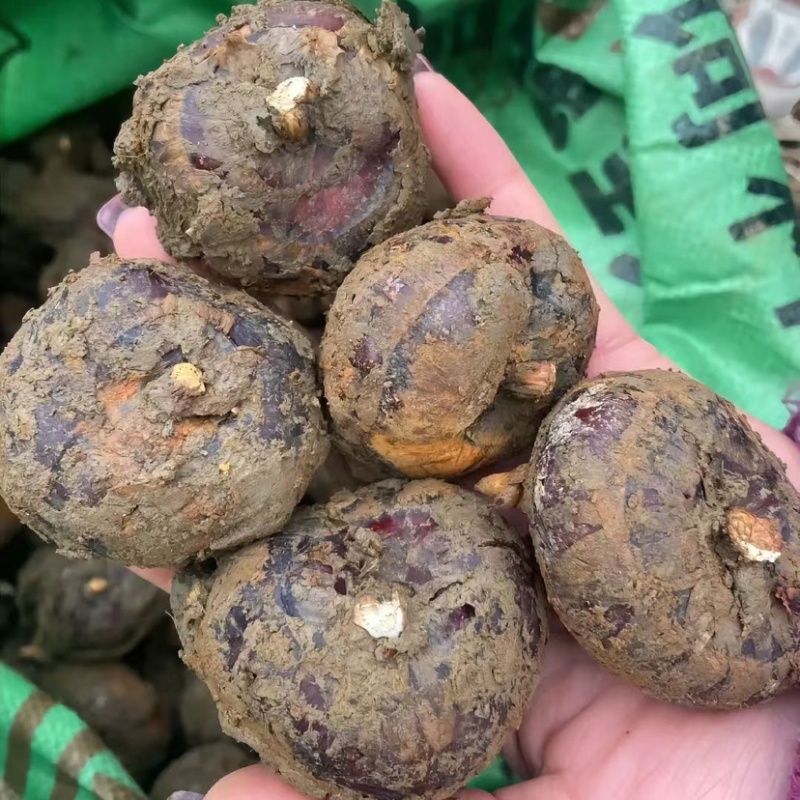 广西马蹄荸荠电商一件代发，现挖新鲜水果马蹄