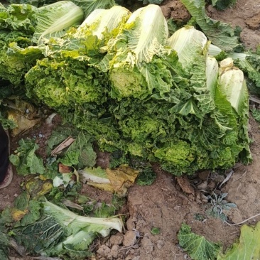 自家种植白菜