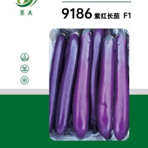 9186紫红长茄种子果皮深紫红色头尾匀称抗高温高产稳定