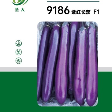 9186紫红长茄种子果皮深紫红色头尾匀称抗高温高产稳定