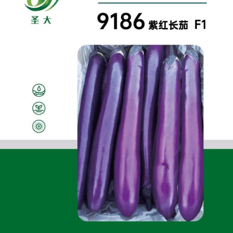 9186紫红长茄种子果皮深紫红色头尾匀称抗高温高产稳定