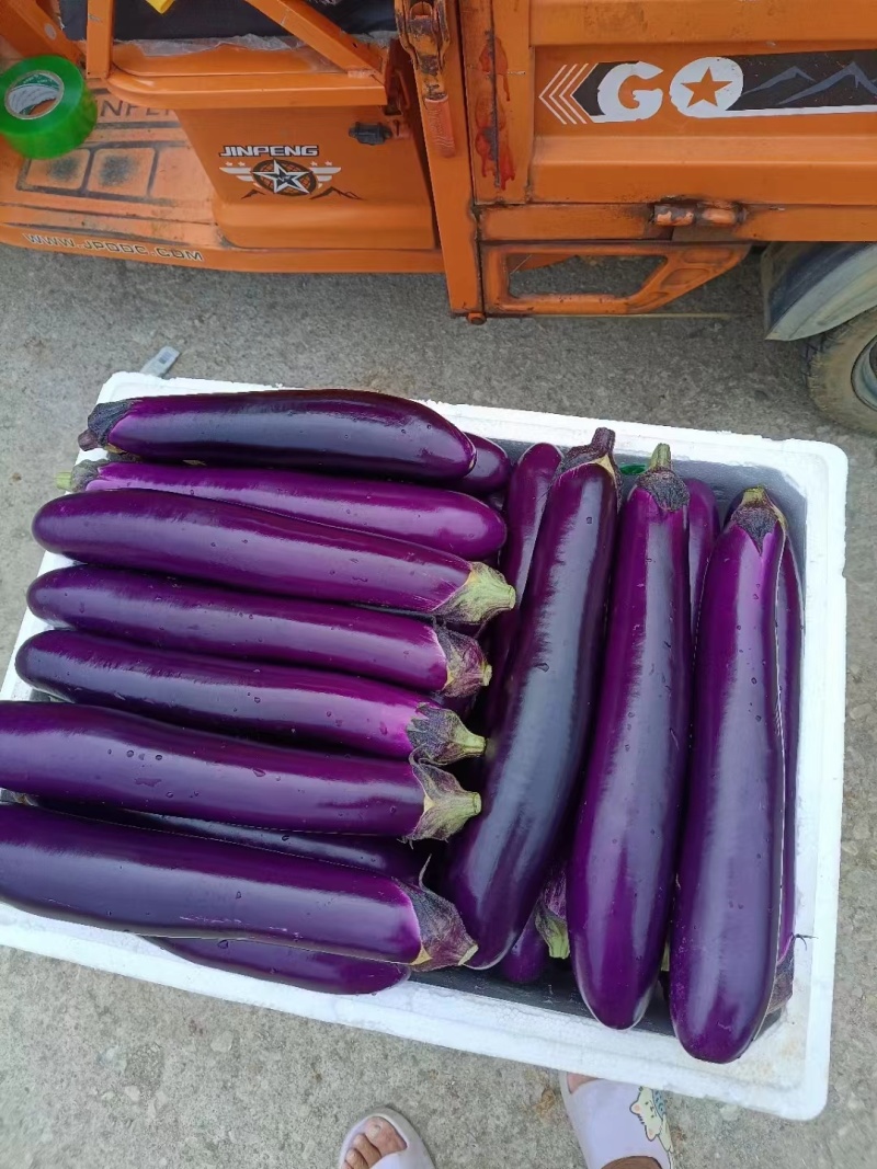 9186紫红长茄种子果皮深紫红色头尾匀称抗高温高产稳定