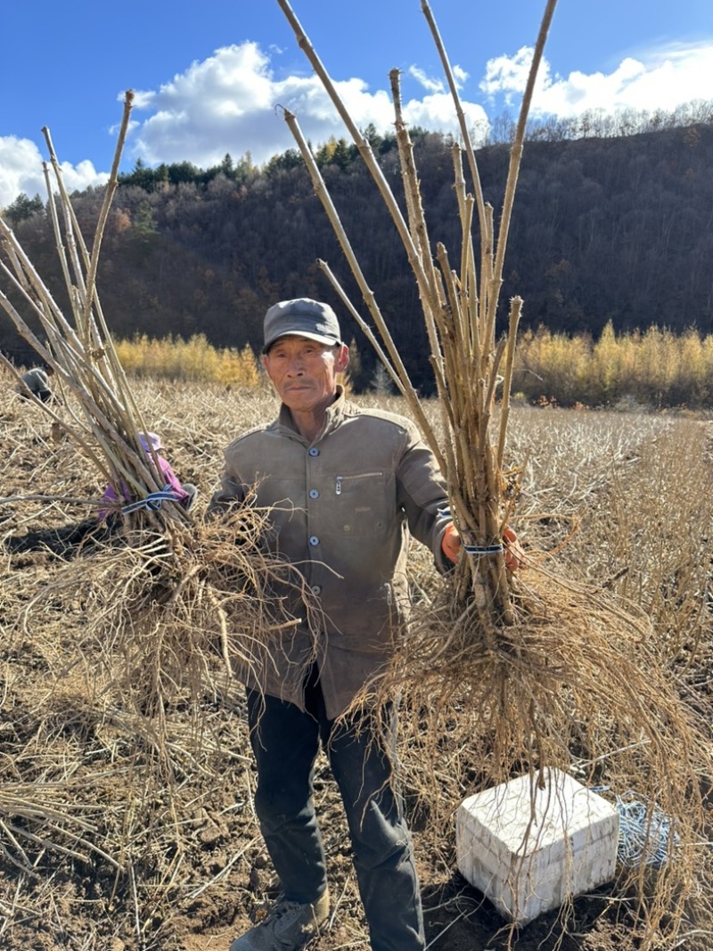刺老包苗、刺嫩芽苗、乌龙头苗、绿裤刺嫩芽苗、基地发货