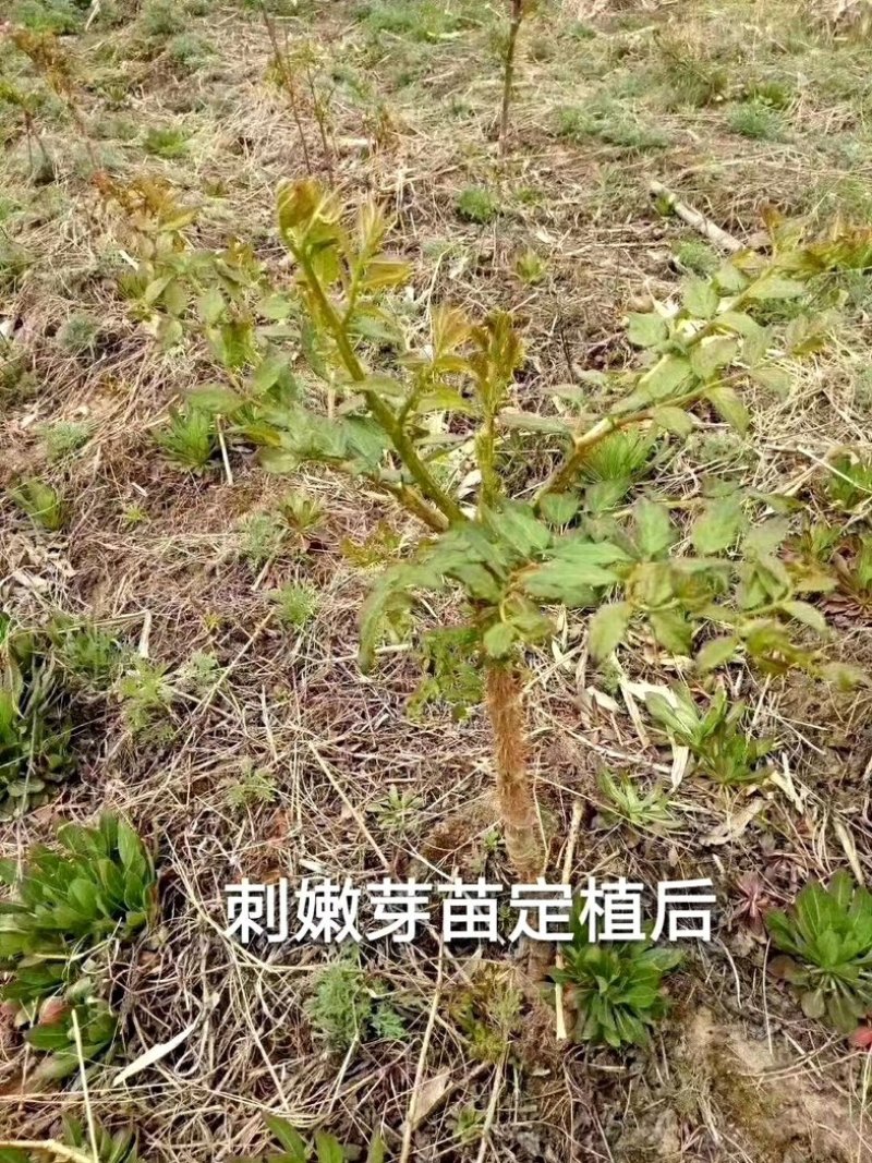 刺老包苗、刺嫩芽苗、乌龙头苗、绿裤刺嫩芽苗、基地发货