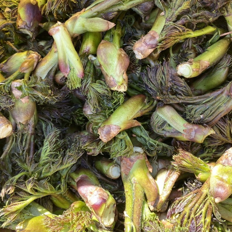 刺老包苗、刺嫩芽苗、乌龙头苗、绿裤刺嫩芽苗、基地发货