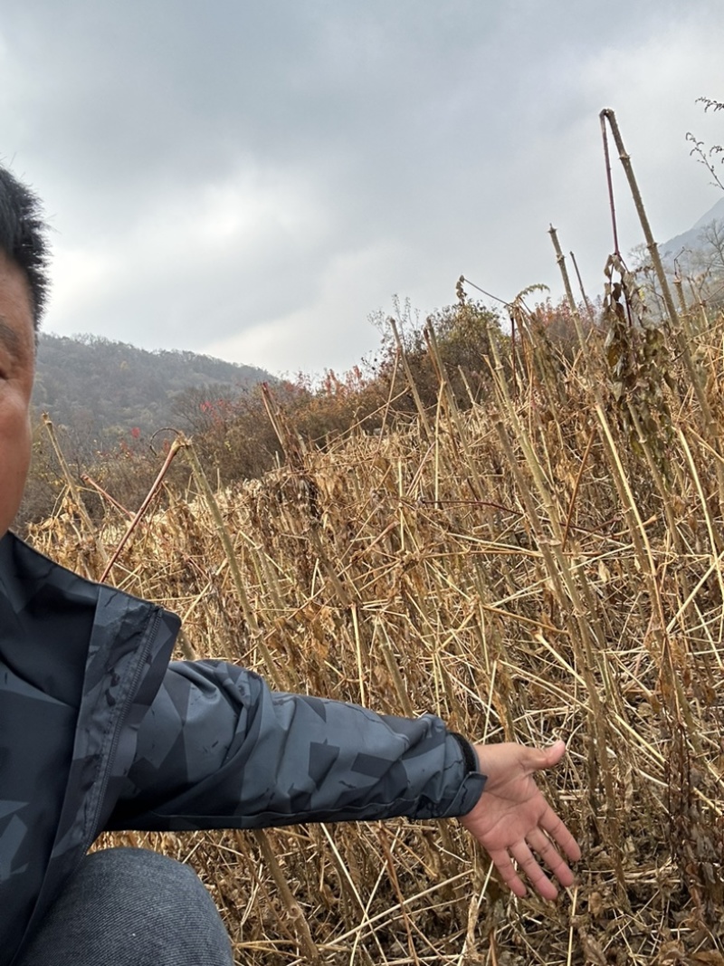刺老包苗、刺嫩芽苗、乌龙头苗、绿裤刺嫩芽苗、基地发货