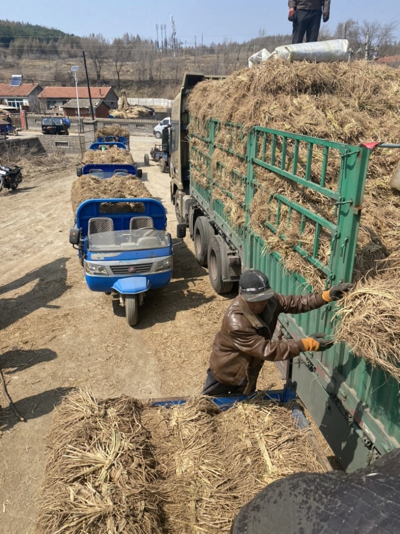 刺老包苗、刺嫩芽苗、乌龙头苗、绿裤刺嫩芽苗、基地发货
