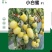 小白蜜圣女果种子果实乳白色糖度12个左右香味浓郁抗病性强