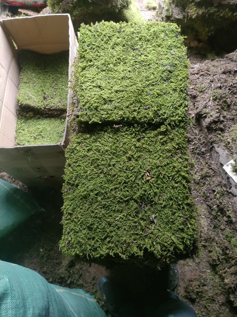 云南曲靖精品大灰苔藓植物本地野彩的人工大灰人工小灰支持全