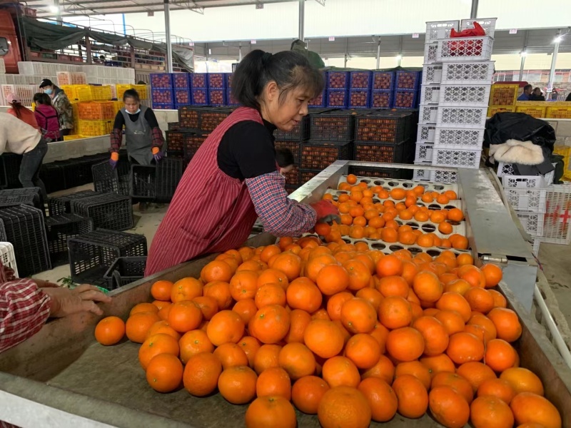 正宗武鸣沃柑广西沃柑按需加工一级果代收
