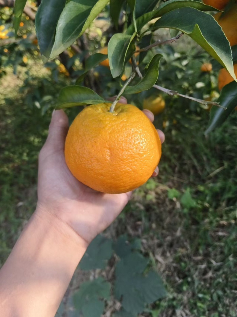 实力推荐春见耙耙柑对接各大平台诚信经营欢迎咨询！