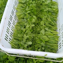 贵州高原豆苗