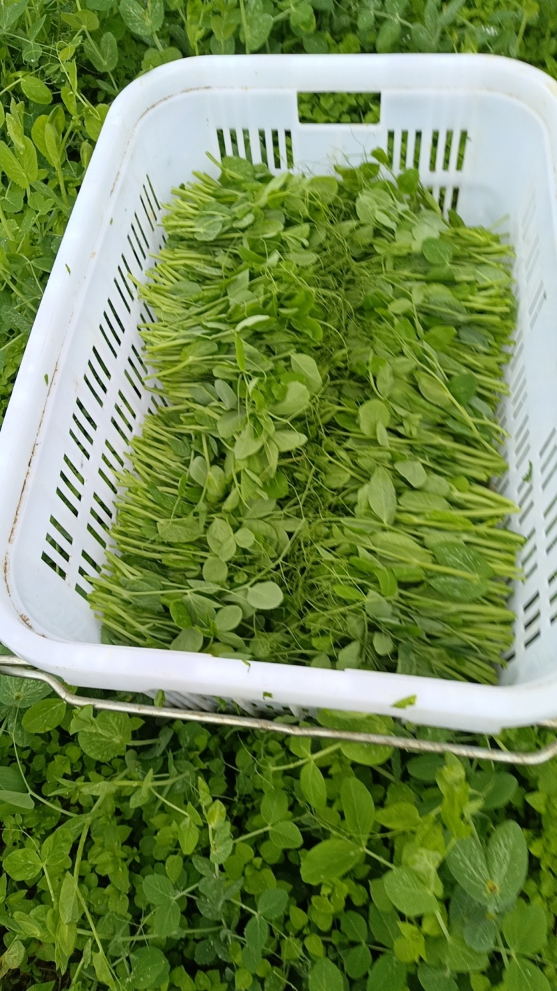 贵州高原豆苗
