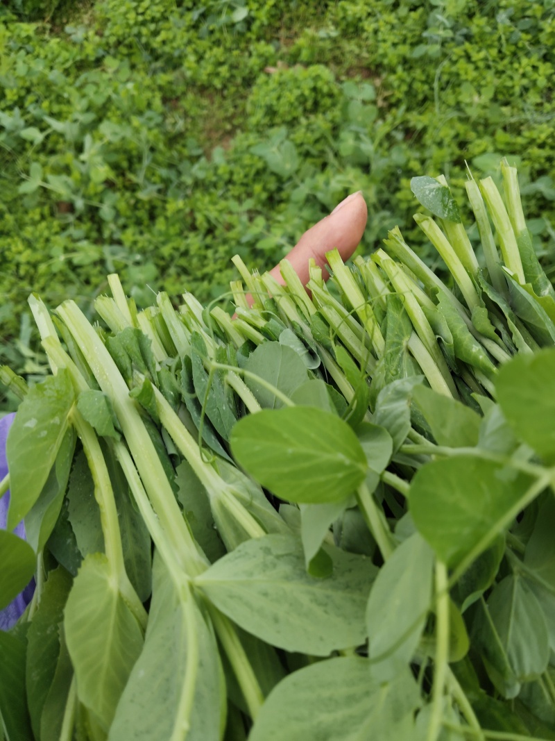 贵州高原豆苗