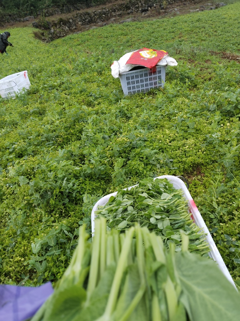 贵州高原豆苗