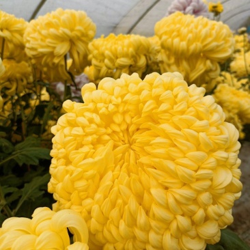 菊花(食用菊花)，广东地标性农产品，熟食，生食，百搭