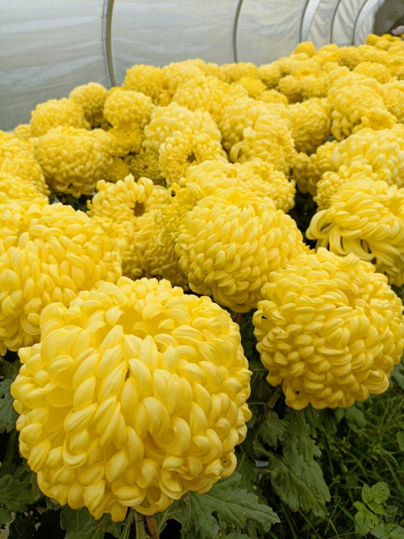 菊花(食用菊花)，广东地标性农产品，熟食，生食，百搭