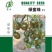 绿蜜珠圣女果种子口感香甜多汁花序多花量大产量高