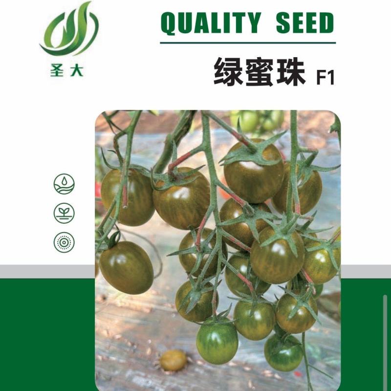 绿蜜珠圣女果种子口感香甜多汁花序多花量大产量高