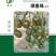 绿蜜珠圣女果种子口感香甜多汁花序多花量大产量高