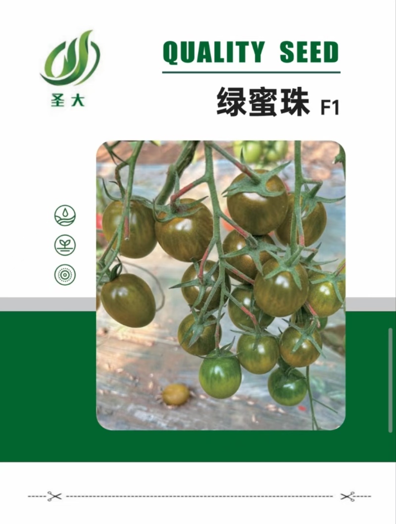 绿蜜珠圣女果种子口感香甜多汁花序多花量大产量高