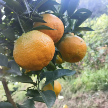 实力推荐春见耙耙柑对接各大平台诚信经营欢迎咨询！