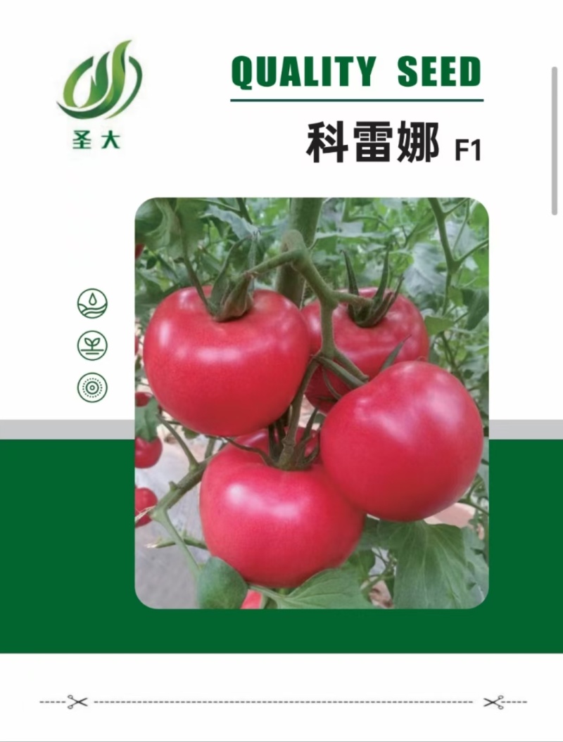 科雷娜抗死颗硬粉西红柿种子云贵川露地冷棚优秀品种推荐