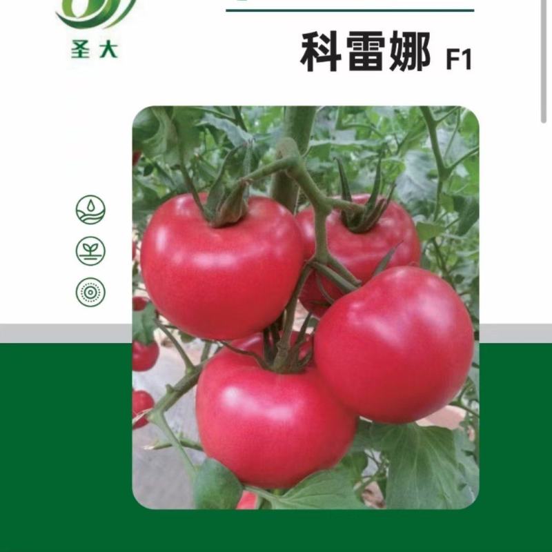 科雷娜抗死颗硬粉西红柿种子云贵川露地冷棚优秀品种推荐