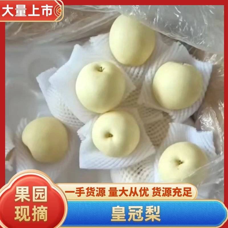 【皇冠梨】河北精品皇冠梨纸袋皇冠梨产地直发可开税票