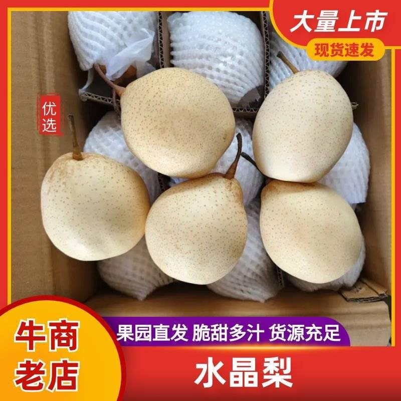 【水晶梨】河北水晶梨，精品梨子产地直发价格便宜对接全国