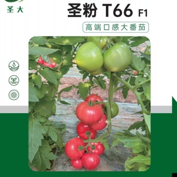 圣粉T66口感大粉果西红柿种子沙瓤抗病毒四季可种