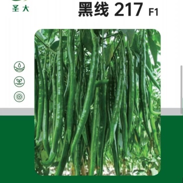黑线217黑线椒种子深绿色厚皮辣味浓抗病强易管理