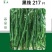 黑线217黑线椒种子深绿色厚皮辣味浓抗病强易管理