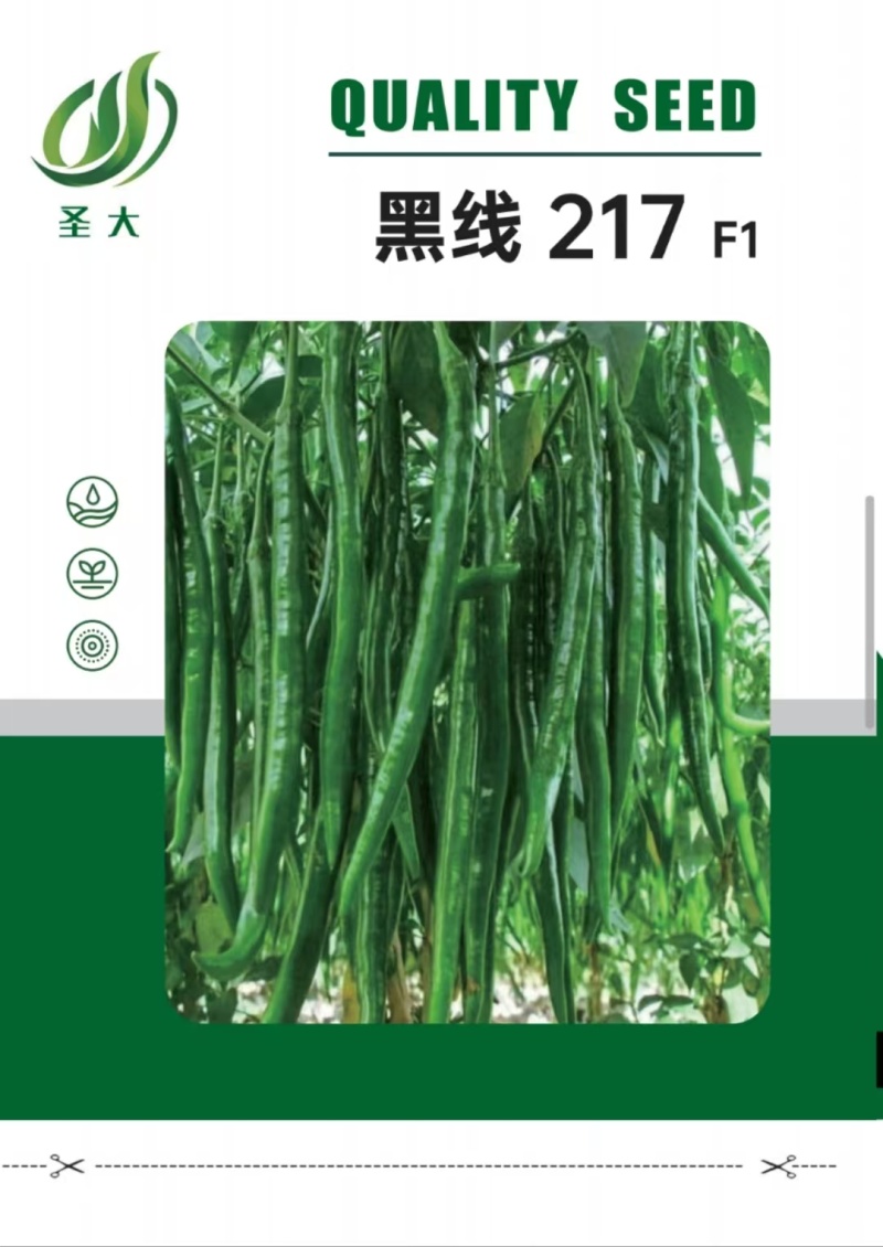 黑线217黑线椒种子深绿色厚皮辣味浓抗病强易管理