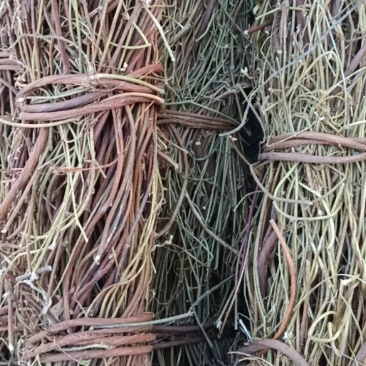 野生鸡骨草(已售完)