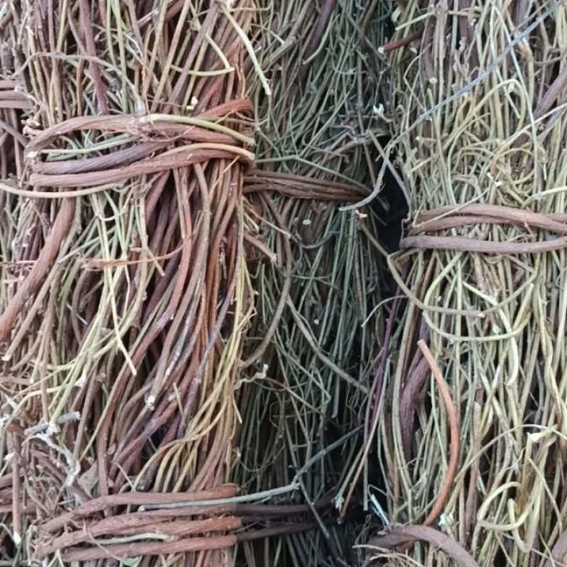 野生鸡骨草(已售完)